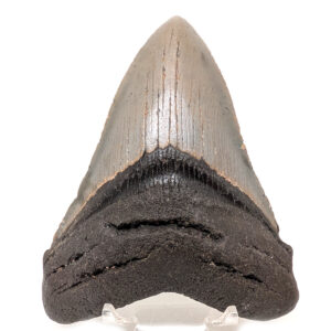 Megalodon Fossil Shark Tooth